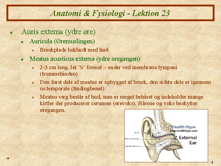 Anatomi & Fysiologi - Lektion 23 v Auris externa (ydre øre) v Auricula (Øremuslingen) Anatomi & Fysiologi - Lektion 23 v Auris externa (ydre øre) v Auricula (Øremuslingen)