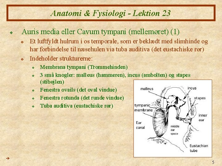 Anatomi & Fysiologi - Lektion 23 v Auris media eller Cavum tympani (mellemøret) (1)