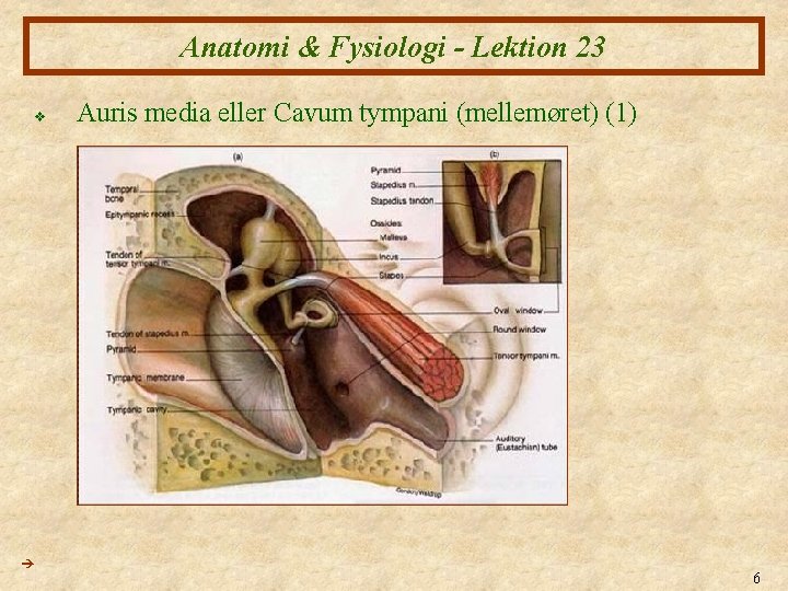 Anatomi & Fysiologi - Lektion 23 v Auris media eller Cavum tympani (mellemøret) (1)