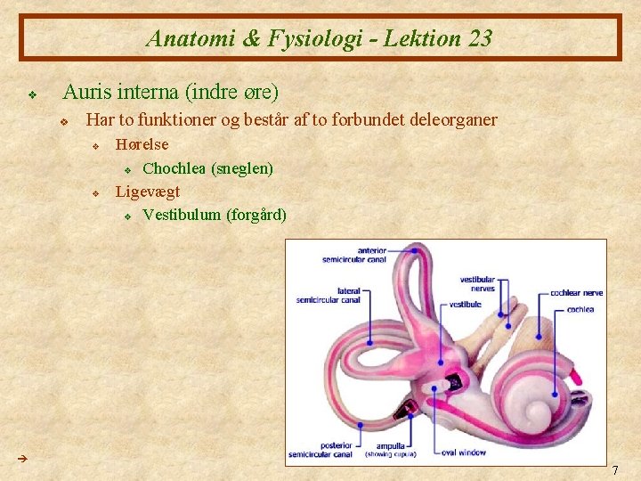 Anatomi & Fysiologi - Lektion 23 v Auris interna (indre øre) v Har to