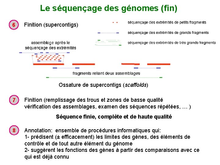 Le séquençage des génomes (fin) 6 Finition (supercontigs) Ossature de supercontigs (scaffolds) 7 Finition