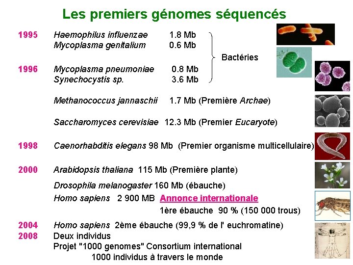 Les premiers génomes séquencés 1995 Haemophilus influenzae Mycoplasma genitalium 1. 8 Mb 0. 6