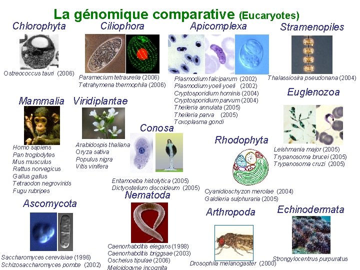 La génomique comparative (Eucaryotes) Chlorophyta Ciliophora Ostreococcus tauri (2006) Paramecium tetraurelia (2006) Tetrahymena thermophila