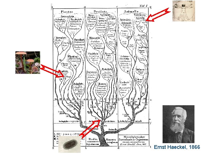 Ernst Haeckel, 1866 