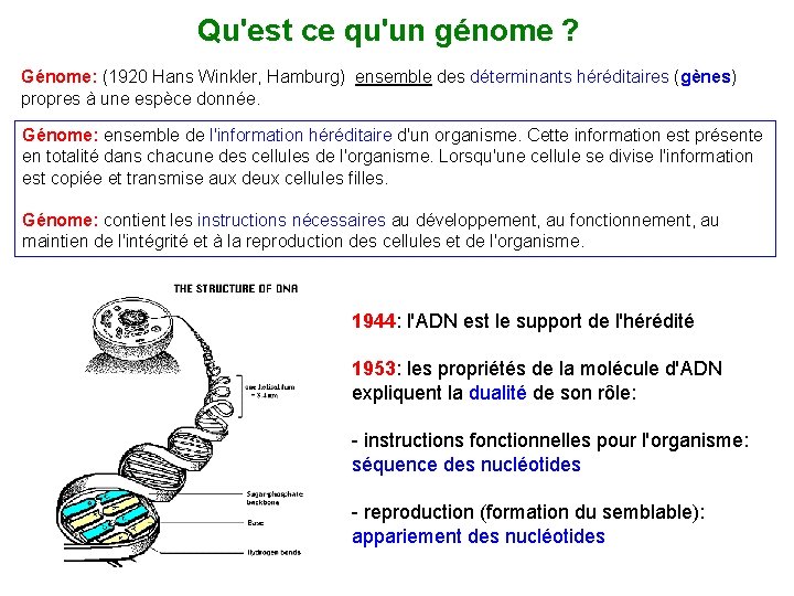 Qu'est ce qu'un génome ? Génome: (1920 Hans Winkler, Hamburg) ensemble des déterminants héréditaires