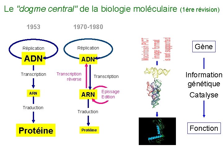 Le "dogme central" de la biologie moléculaire (1ère révision) 1953 1970 -1980 Réplication ADN