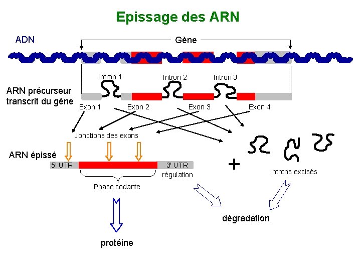 Epissage des ARN ADN Gène Intron 1 ARN précurseur transcrit du gène Exon 1