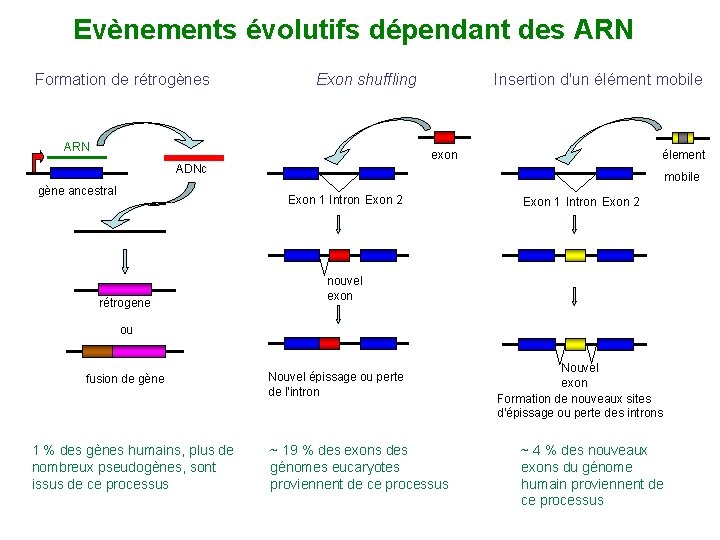 Evènements évolutifs dépendant des ARN Formation de rétrogènes Exon shuffling ARN Insertion d'un élément