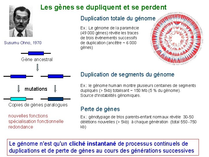 Les gènes se dupliquent et se perdent Duplication totale du génome Susumu Ohno, 1970