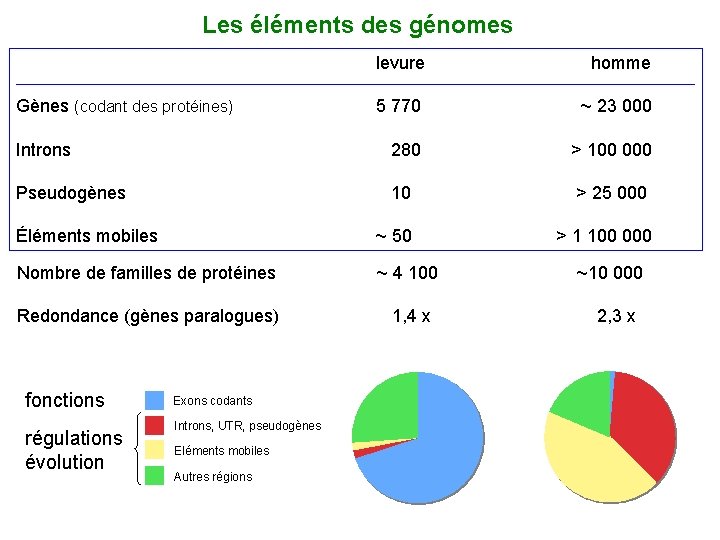 Les éléments des génomes levure homme 5 770 ~ 23 000 Introns 280 >