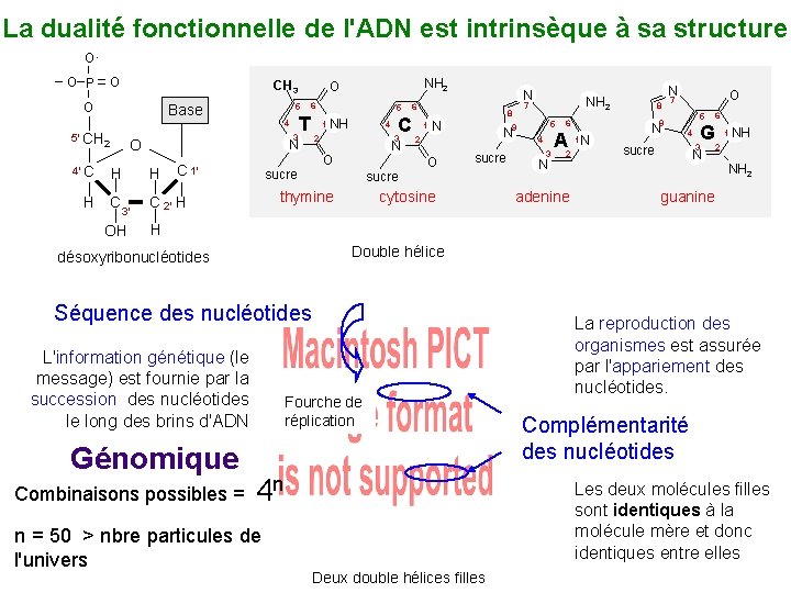 La dualité fonctionnelle de l'ADN est intrinsèque à sa structure OO CH 3 Base