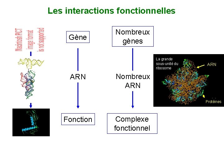 Les interactions fonctionnelles Gène Nombreux gènes La grande sous-unité du ribosome ARN RNA Nombreux