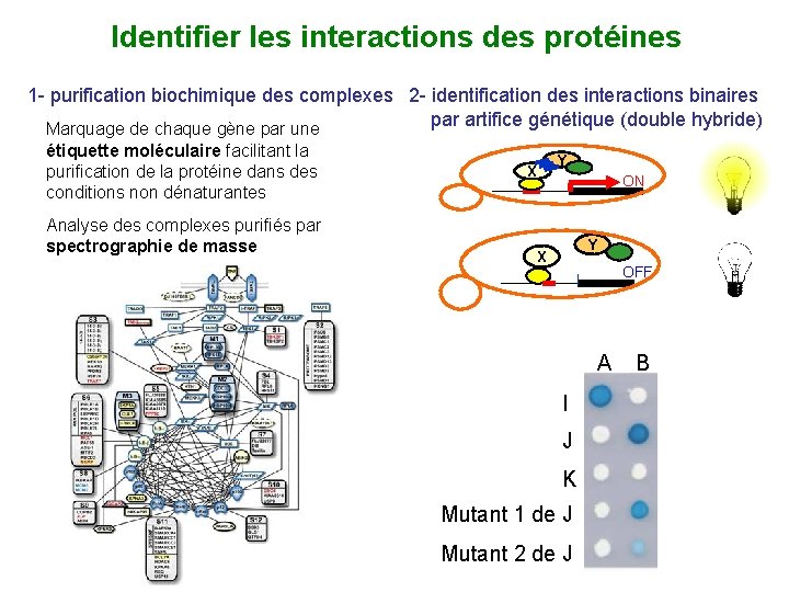 Identifier les interactions des protéines 1 - purification biochimique des complexes 2 - identification