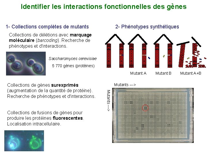 Identifier les interactions fonctionnelles des gènes 1 - Collections complètes de mutants 2 -