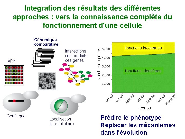 Integration des résultats des différentes approches : vers la connaissance complète du fonctionnement d'une