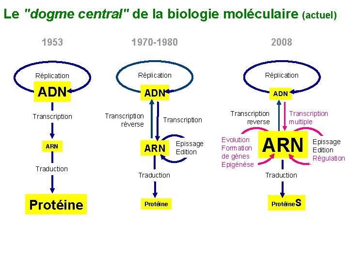 Le "dogme central" de la biologie moléculaire (actuel) 1953 1970 -1980 2008 Réplication ADN