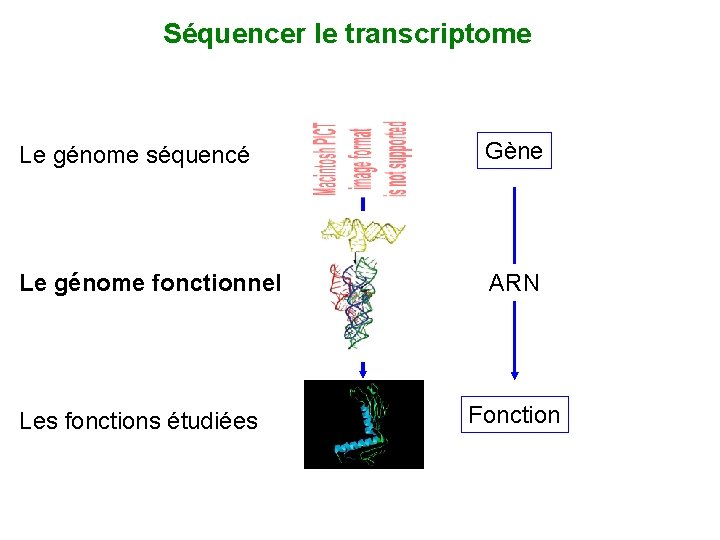 Séquencer le transcriptome Le génome séquencé Gène Le génome fonctionnel ARN Les fonctions étudiées