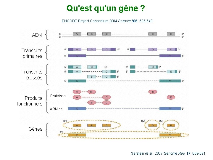 Qu'est qu'un gène ? ENCODE Project Consortium 2004 Science 306: 636 -640 ADN Transcrits