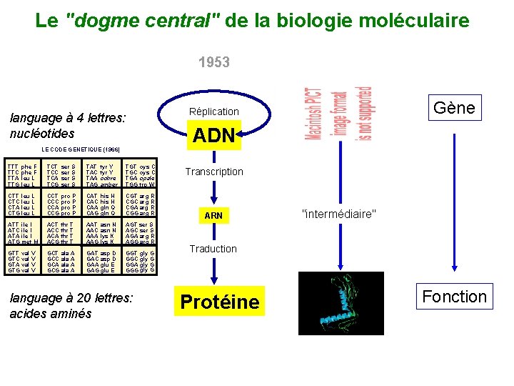 Le "dogme central" de la biologie moléculaire 1953 ADN LE CODE GENETIQUE (1966) TTT