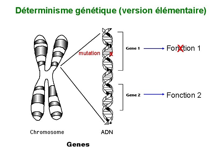 Déterminisme génétique (version élémentaire) mutation x x Fonction 1 Fonction 2 ADN 