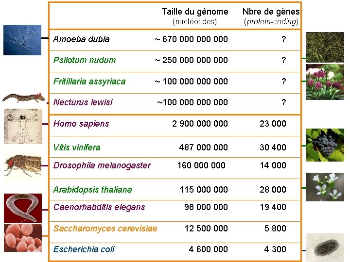 Taille du génome Nbre de gènes (nucléotides) (protein-coding) Amoeba dubia ~ 670 000 000