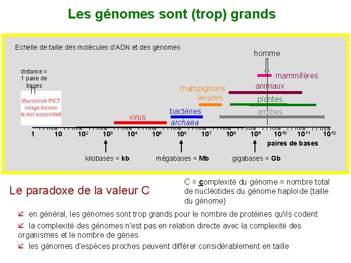 Les génomes sont (trop) grands Echelle de taille des molécules d’ADN et des génomes