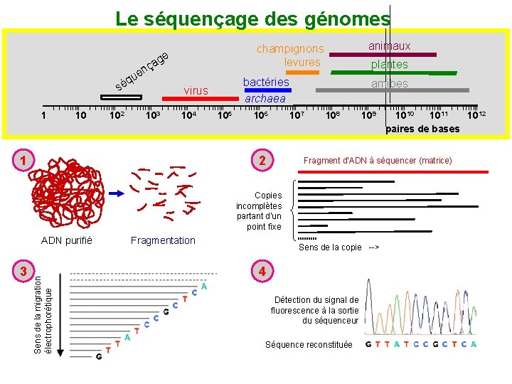 Le séquençage des génomes ge q sé 1 10 102 a nç ue 104