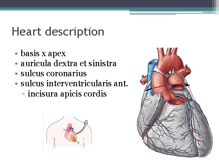 Heart description • • basis x apex auricula dextra et sinistra sulcus coronarius sulcus