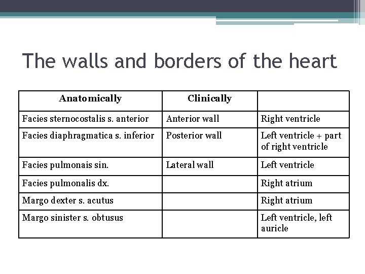 The walls and borders of the heart Anatomically Clinically Facies sternocostalis s. anterior Anterior