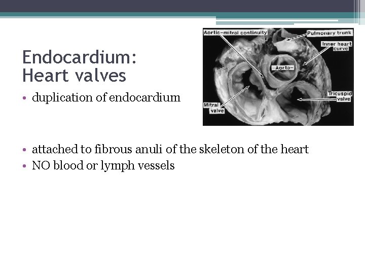 Endocardium: Heart valves • duplication of endocardium • attached to fibrous anuli of the