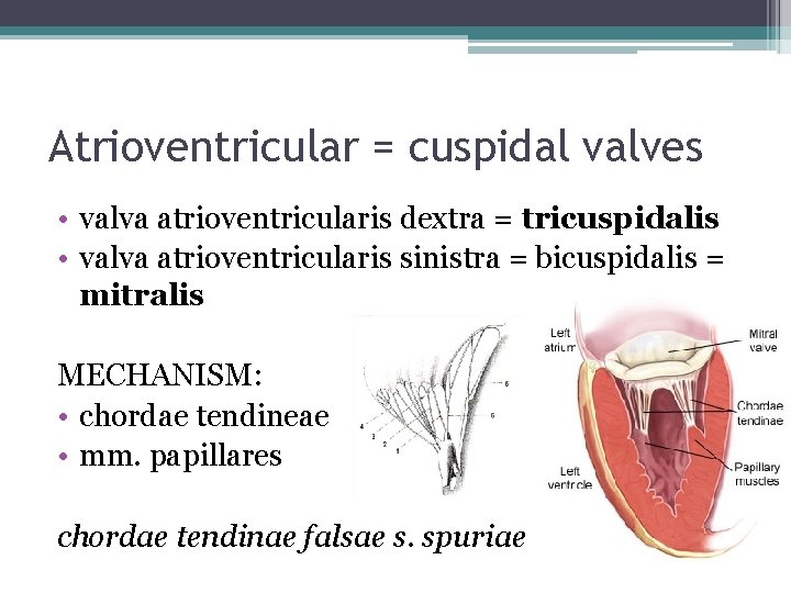 Atrioventricular = cuspidal valves • valva atrioventricularis dextra = tricuspidalis • valva atrioventricularis sinistra