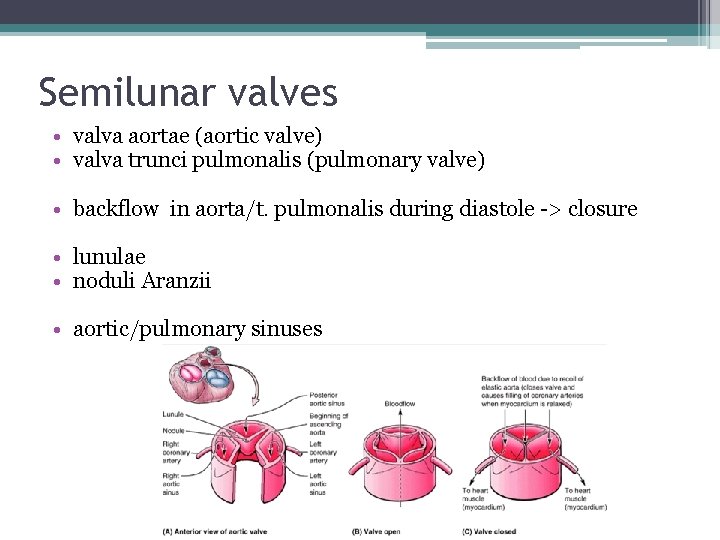 Semilunar valves • valva aortae (aortic valve) • valva trunci pulmonalis (pulmonary valve) •