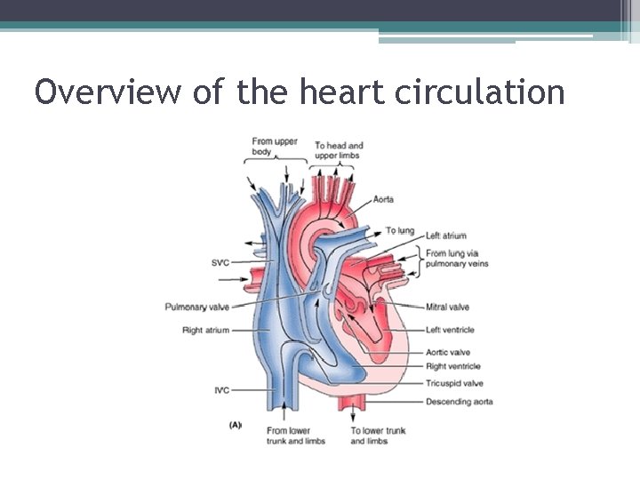 Overview of the heart circulation 