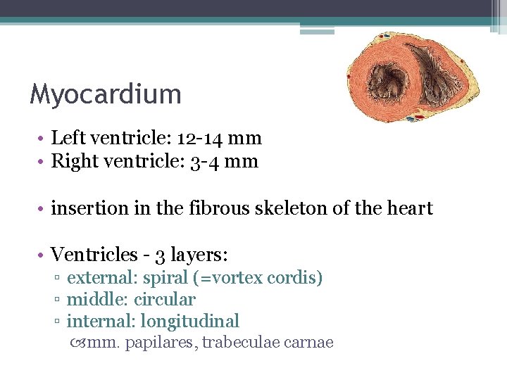 Myocardium • Left ventricle: 12 -14 mm • Right ventricle: 3 -4 mm • Myocardium • Left ventricle: 12 -14 mm • Right ventricle: 3 -4 mm •