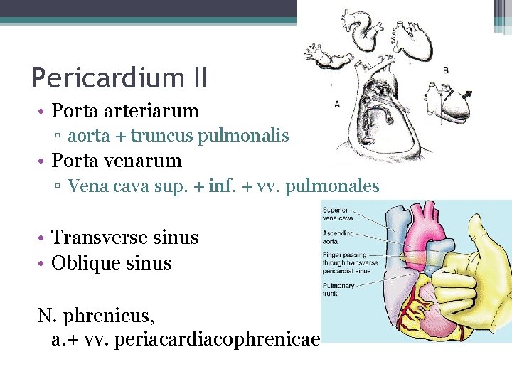 Pericardium II • Porta arteriarum ▫ aorta + truncus pulmonalis • Porta venarum ▫