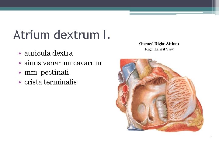 Atrium dextrum I. • • auricula dextra sinus venarum cavarum mm. pectinati crista terminalis