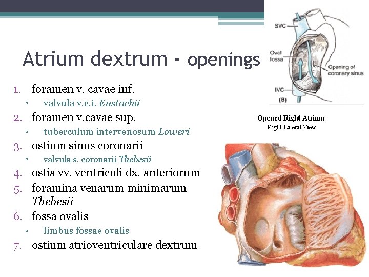 Atrium dextrum - openings 1. foramen v. cavae inf. ▫ valvula v. c. i.