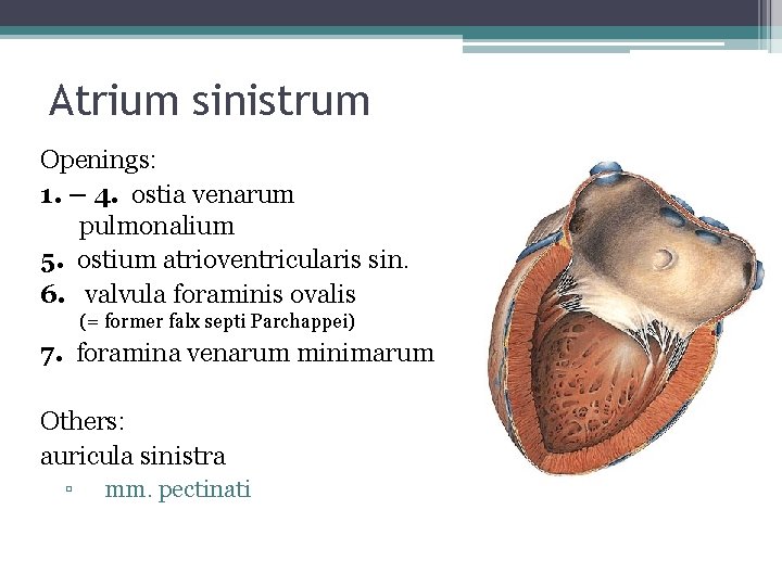 Atrium sinistrum Openings: 1. – 4. ostia venarum pulmonalium 5. ostium atrioventricularis sin. 6.