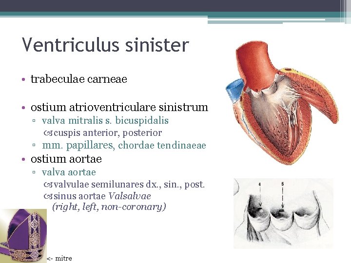 Ventriculus sinister • trabeculae carneae • ostium atrioventriculare sinistrum ▫ valva mitralis s. bicuspidalis