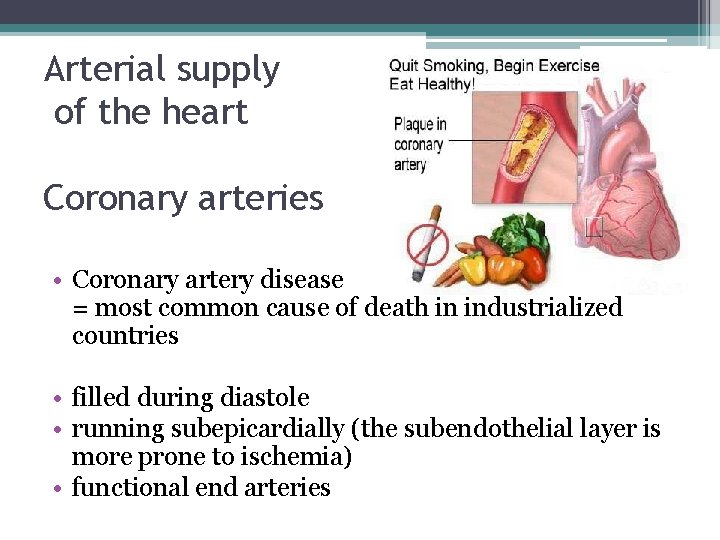 Arterial supply of the heart Coronary arteries • Coronary artery disease = most common