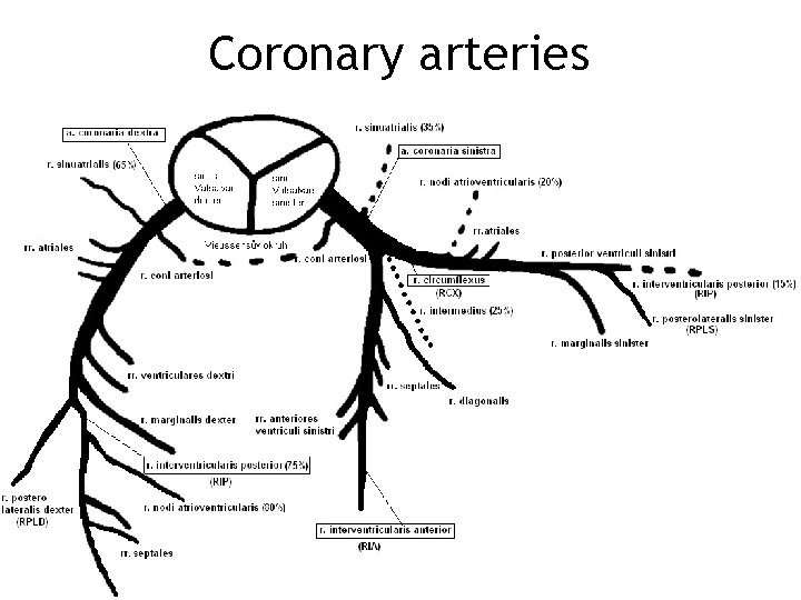 Coronary arteries 