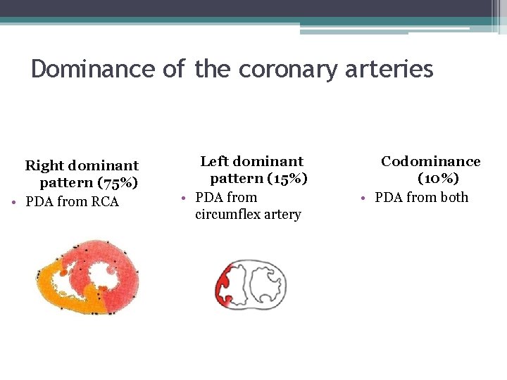 Dominance of the coronary arteries Right dominant pattern (75%) • PDA from RCA Left