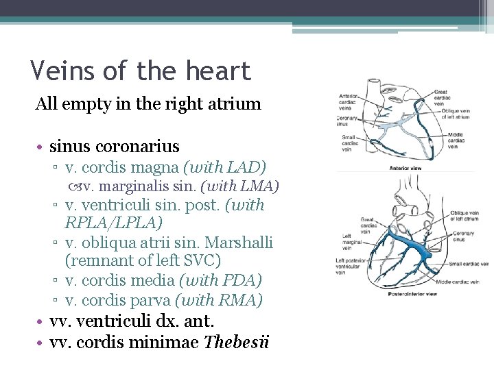 Veins of the heart All empty in the right atrium • sinus coronarius ▫