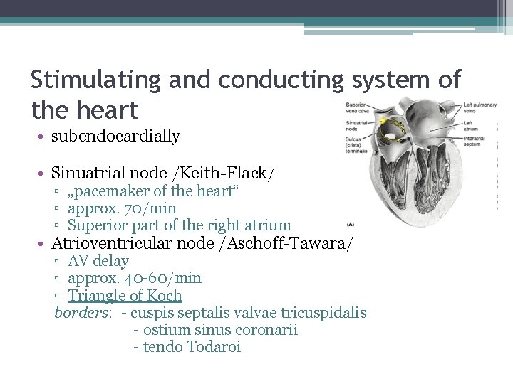 Stimulating and conducting system of the heart • subendocardially • Sinuatrial node /Keith-Flack/ ▫