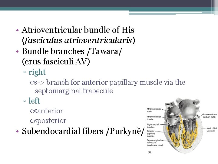  • Atrioventricular bundle of His (fasciculus atrioventricularis) • Bundle branches /Tawara/ (crus fasciculi