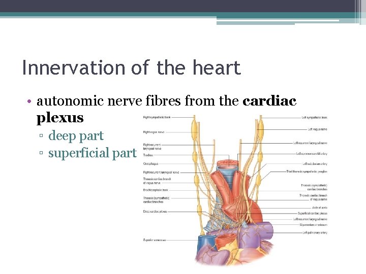 Innervation of the heart • autonomic nerve fibres from the cardiac plexus ▫ deep