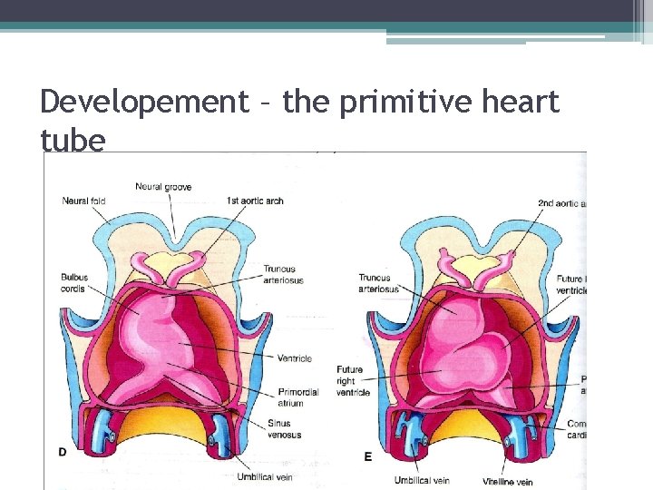 Developement – the primitive heart tube 