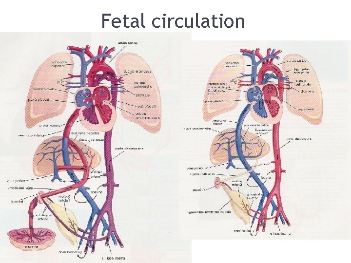Fetal circulation 