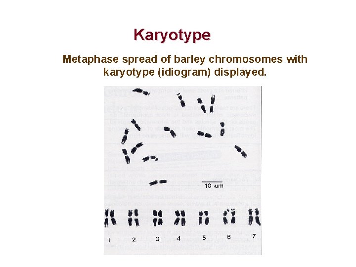 Karyotype Metaphase spread of barley chromosomes with karyotype (idiogram) displayed. 