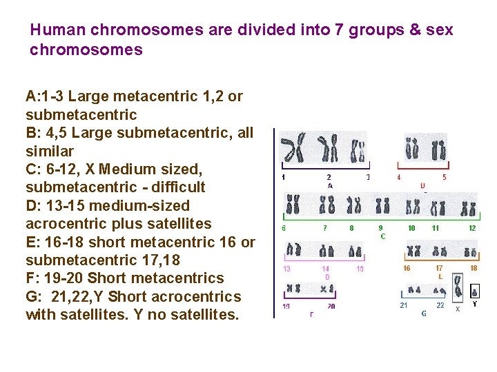 Human chromosomes are divided into 7 groups & sex chromosomes A: 1 -3 Large